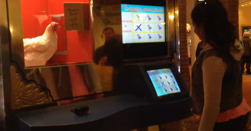 Most Unusual Gambling Games: Chuck-a-Luck, Chicken Challenge